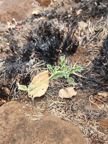 Raphionacme procumbens