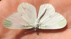 Dismorphiinae