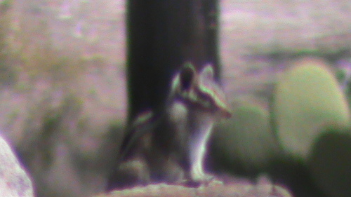 Buller's Chipmunk