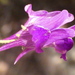 Linaria vettonica - Photo (c) Antonio Rico García, algunos derechos reservados (CC BY-NC), subido por Antonio Rico García