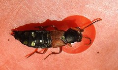 Staphylinus erythropterus