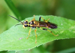 Tenthredo verticalis