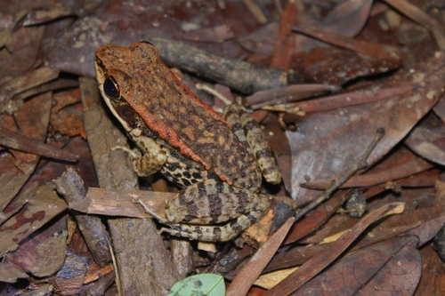 LaTouche's Frog, photo 9 of 9