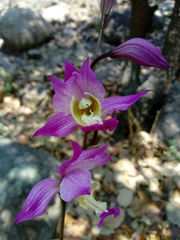 Bletia macristhmochila