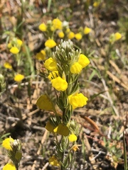 Castilleja lasiorhyncha