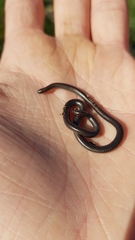 Leptotyphlops nigricans