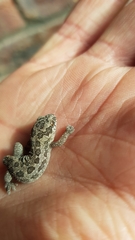 Pachydactylus maculatus