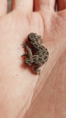 Pachydactylus maculatus