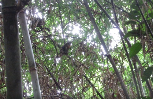 Black-headed Night Monkey