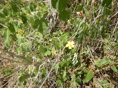 Pseudabutilon umbellatum