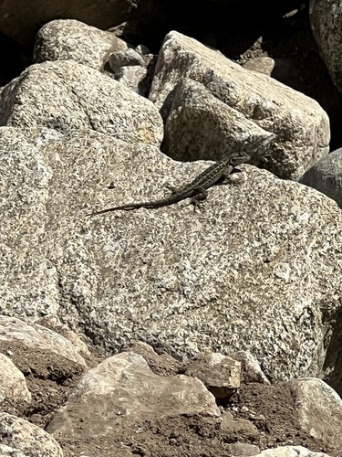 iNaturalist observation photo of Western Fence Lizard