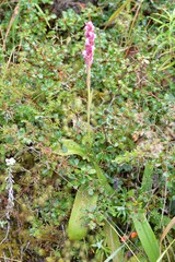 Satyrium nepalense nepalense