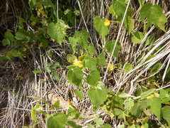 Abutilon viscosum