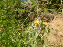 Pseudabutilon umbellatum