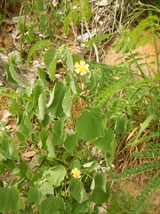 Pseudabutilon umbellatum