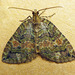 July Highflyer Moth - Photo (c) richardjaybee, some rights reserved (CC BY-NC), uploaded by richardjaybee
