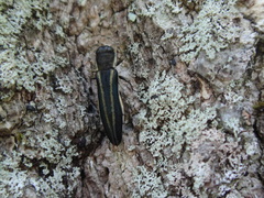 Agrilus bilineatus
