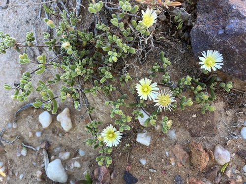 Image of Drosanthemum schoenlandianum by (c) Charleen Brunke, some rights reserved (CC BY)