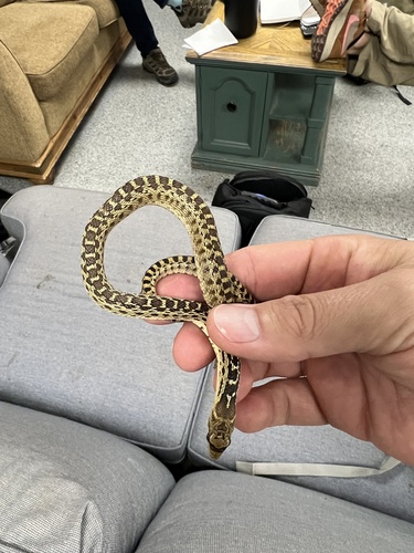 iNaturalist observation photo of Pacific Gopher Snake