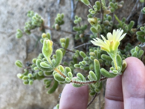 Drosanthemum schoenlandianum, photograph 5