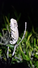 Bradypodion ventrale