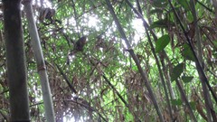 Aotus nigriceps