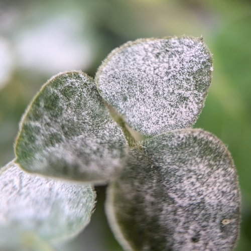 Erysiphe medicaginis