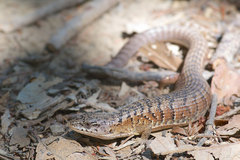 Elgaria coerulea coerulea