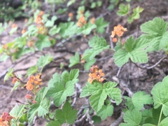 Ribes erythrocarpum