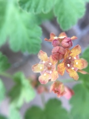 Ribes erythrocarpum