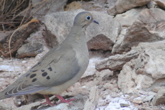 Zenaida macroura marginella