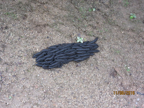 Pergidae
