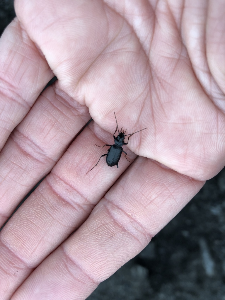Nebria gyllenhali