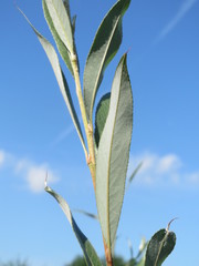 Salix