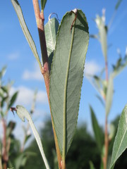Salix