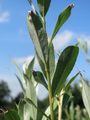 Salix
