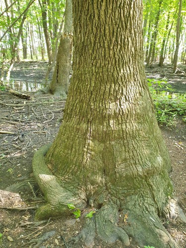Fraxinus pennsylvanica