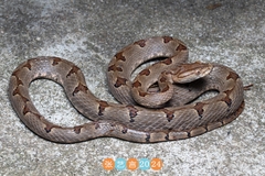 Dabie Mountains Pit Viper photo 2