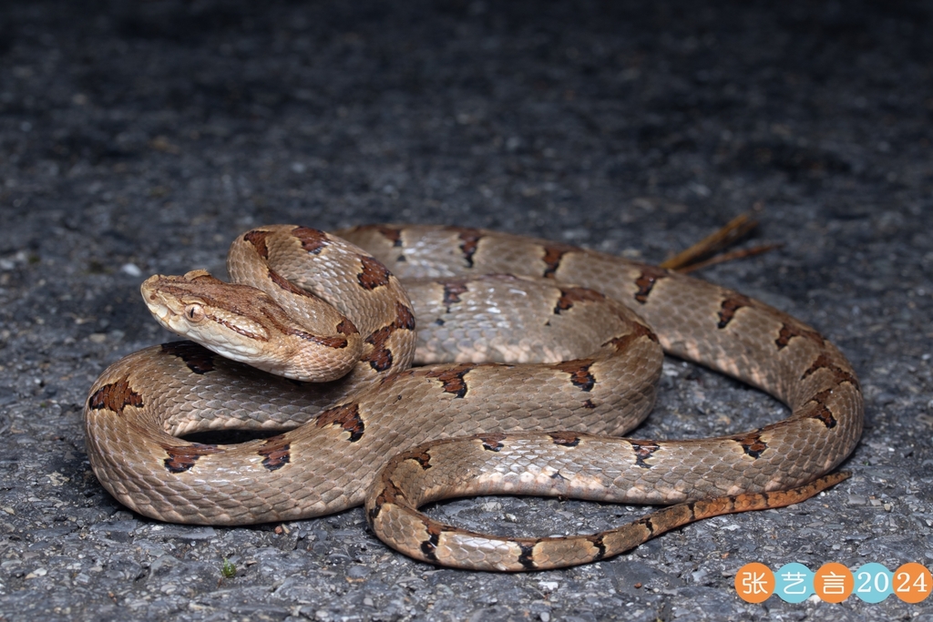 Dabie Mountains Pit Viper