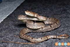 Dabie Mountains Pit Viper photo 3