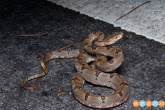 Dabie Mountains Pit Viper photo 4