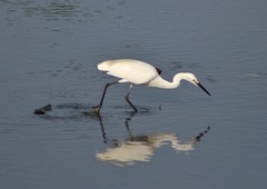Egretta garzetta nigripes