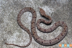 Dabie Mountains Pit Viper photo 5