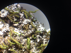 Phaeophyscia adiastola