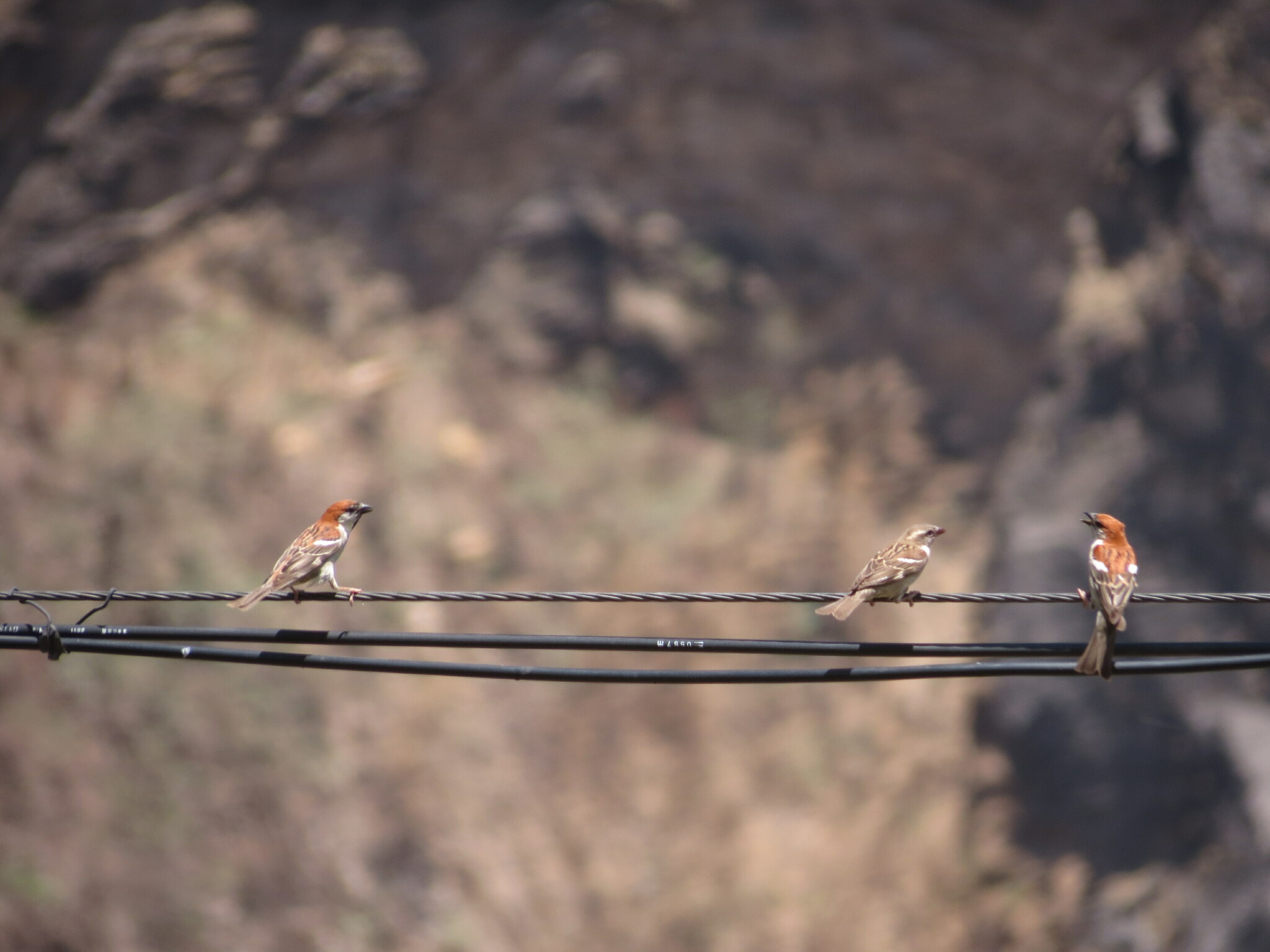 Russet Sparrow