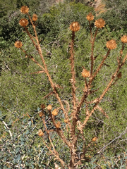 Onopordum cynarocephalum