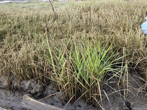 Gulf cordgrass (Spartina spartinae)