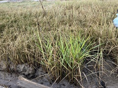 Gulf cordgrass (Spartina spartinae)