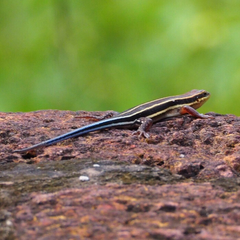 Trachylepis quinquetaeniata