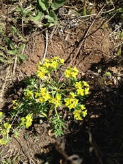 Euphorbia stracheyi, photograph author not stated, no rights reserved